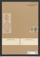 Diatomeae indet. (de-Toni-Nr.: Species 1847 ? var.) Zeichnungen Sammlung Grunow Nr. 3727 (NHMW-BOT-W0371366)